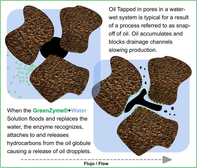 Greenzyme Graphic of wettability changes of the rock formation and the flow of release oil