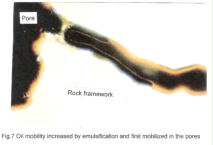 oil mobilized in pores using biological enzymes